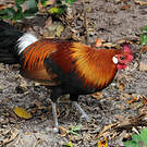 Coq bankiva