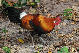 Red Junglefowl