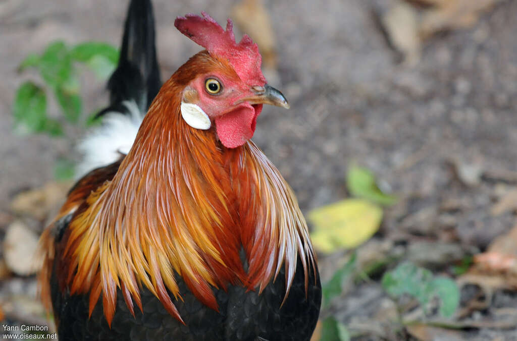 Red Junglefowl male adult, close-up portrait