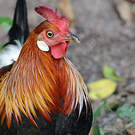 Red Junglefowl