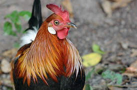 Red Junglefowl