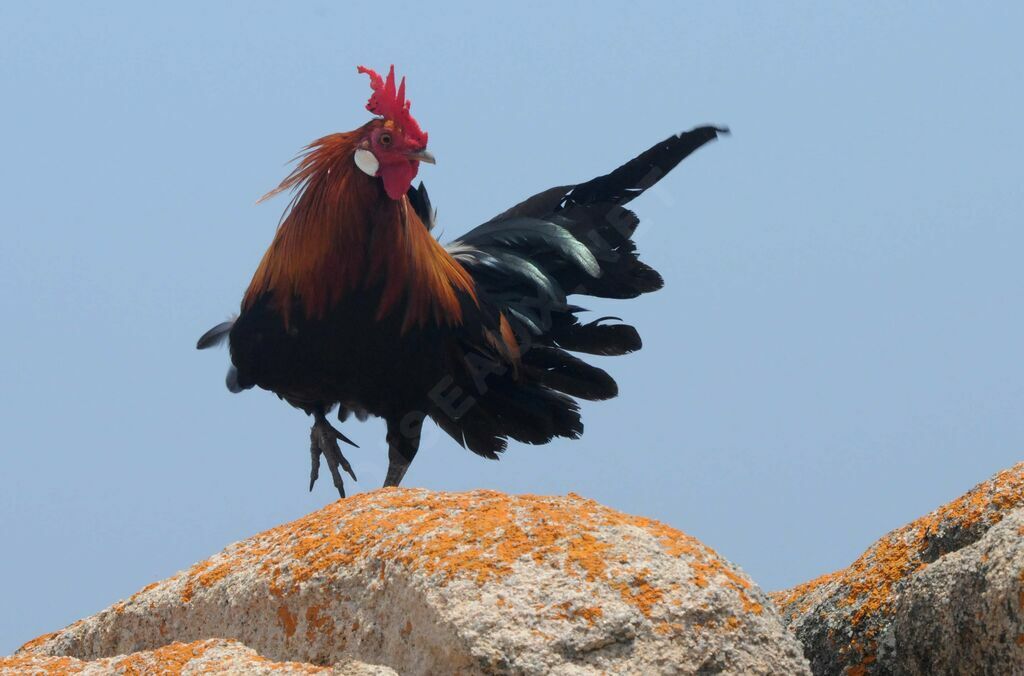 Red Junglefowl