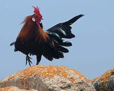 Red Junglefowl