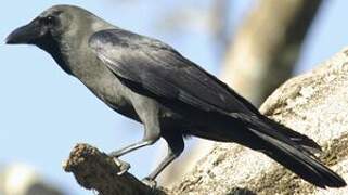 House Crow