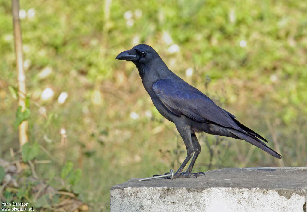 Corbeau familieradulte, identification