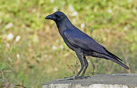 House Crow