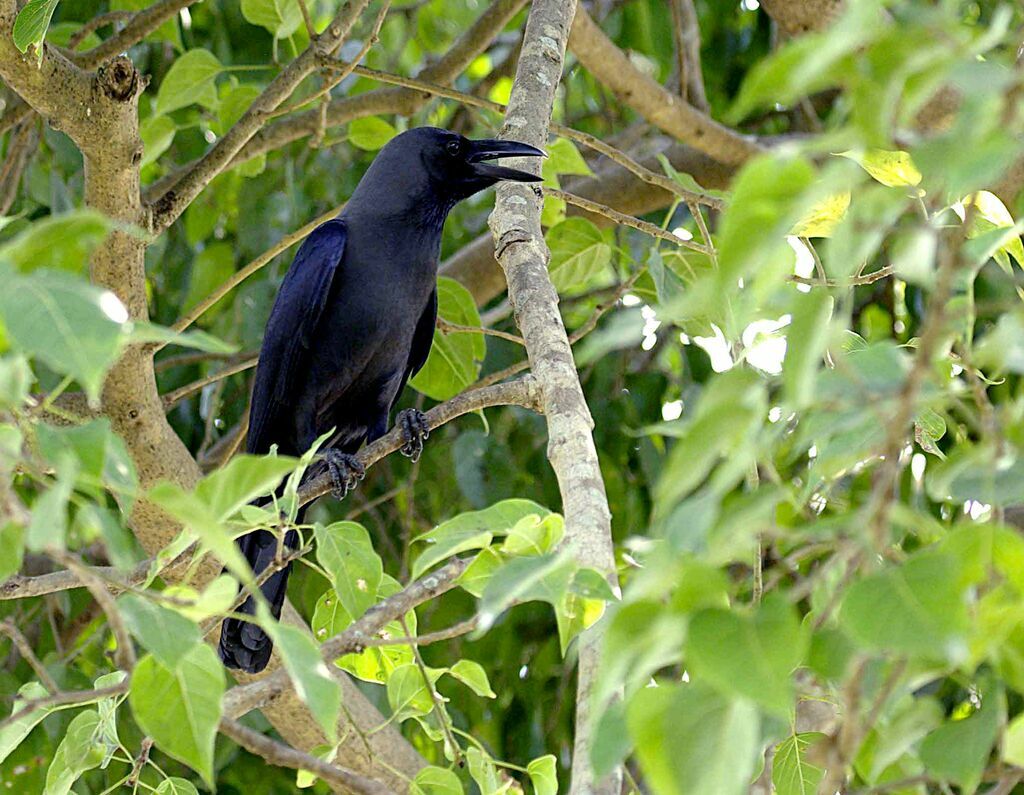 House Crow