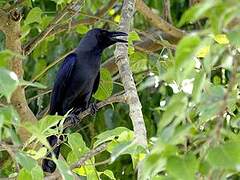 House Crow