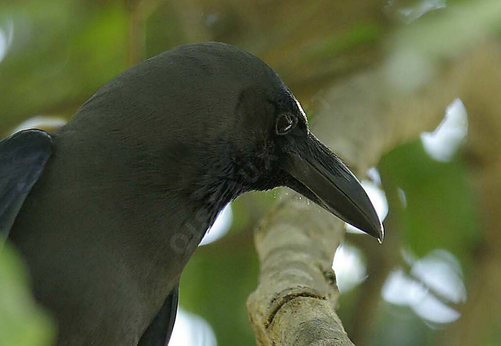 Corbeau familier