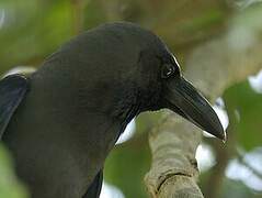 Corbeau familier