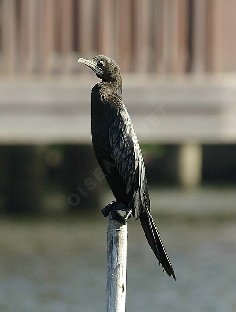 Little Cormorant