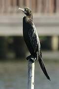 Little Cormorant