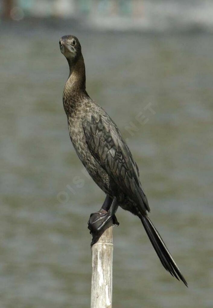 Cormoran de Vieillot