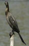 Little Cormorant