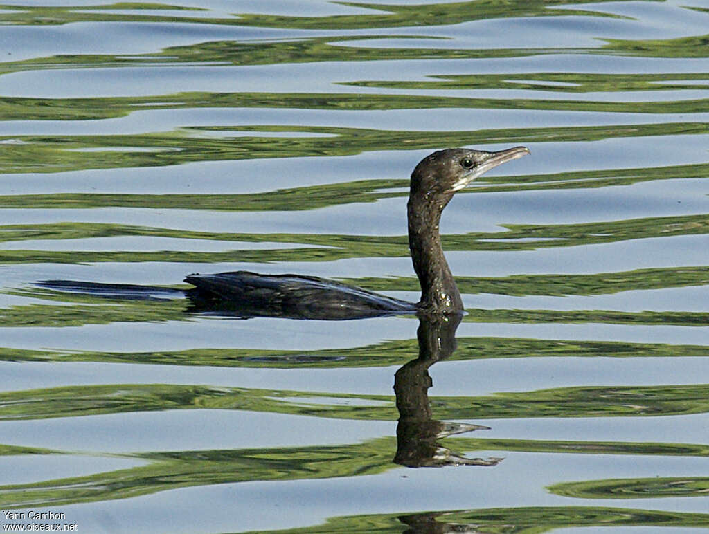 Little Cormorantadult post breeding, swimming