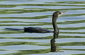 Cormoran de Vieillot