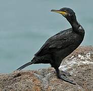 European Shag