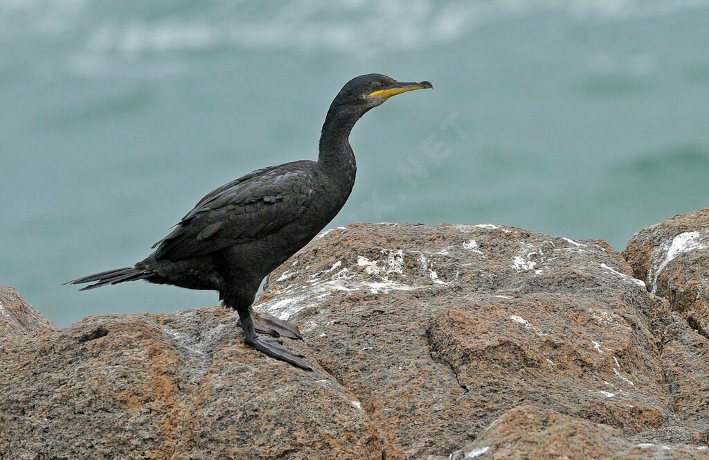 European Shag