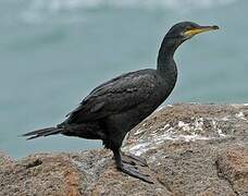 European Shag