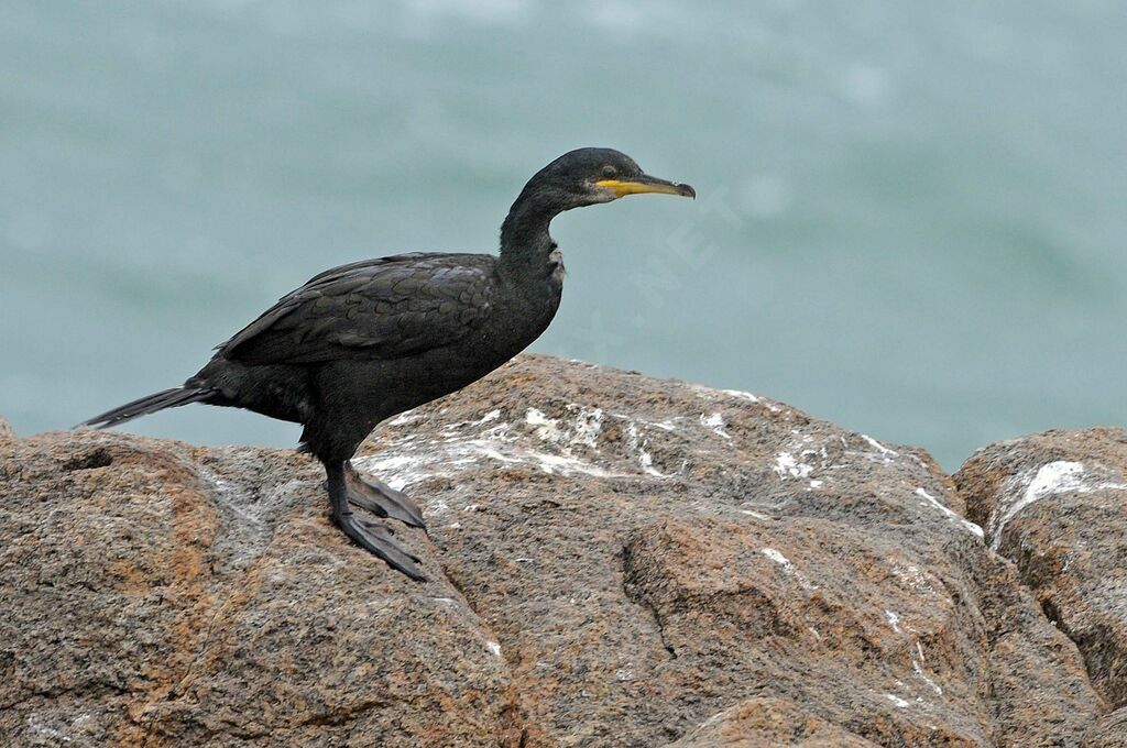 European Shag