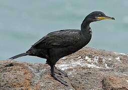 European Shag