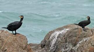 European Shag