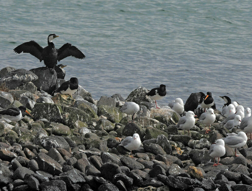 Little Pied Cormorant