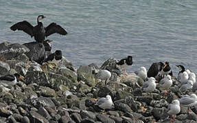 Little Pied Cormorant