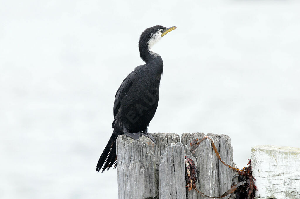 Little Pied Cormorant