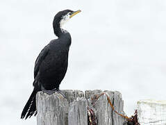 Little Pied Cormorant