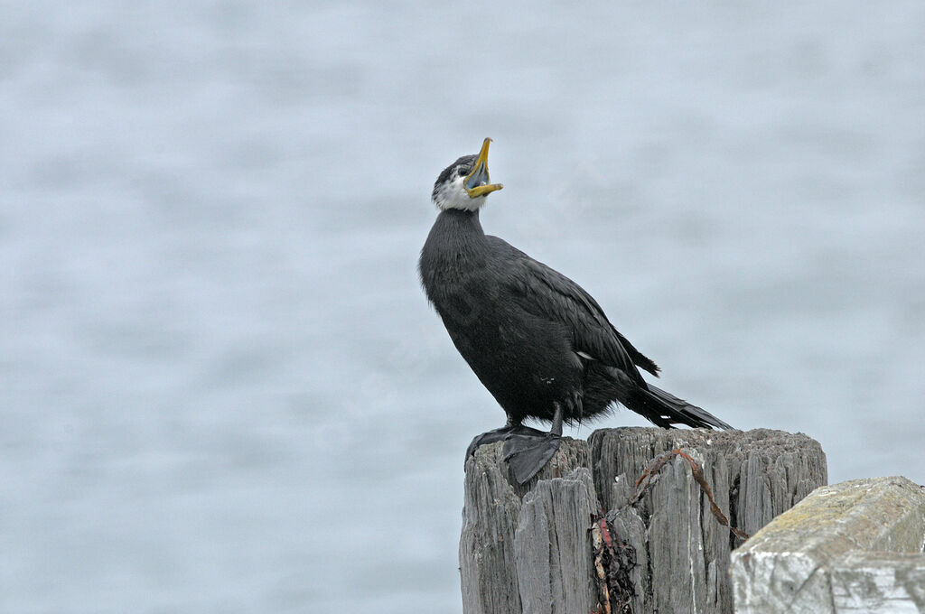 Little Pied Cormorant