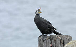 Little Pied Cormorant