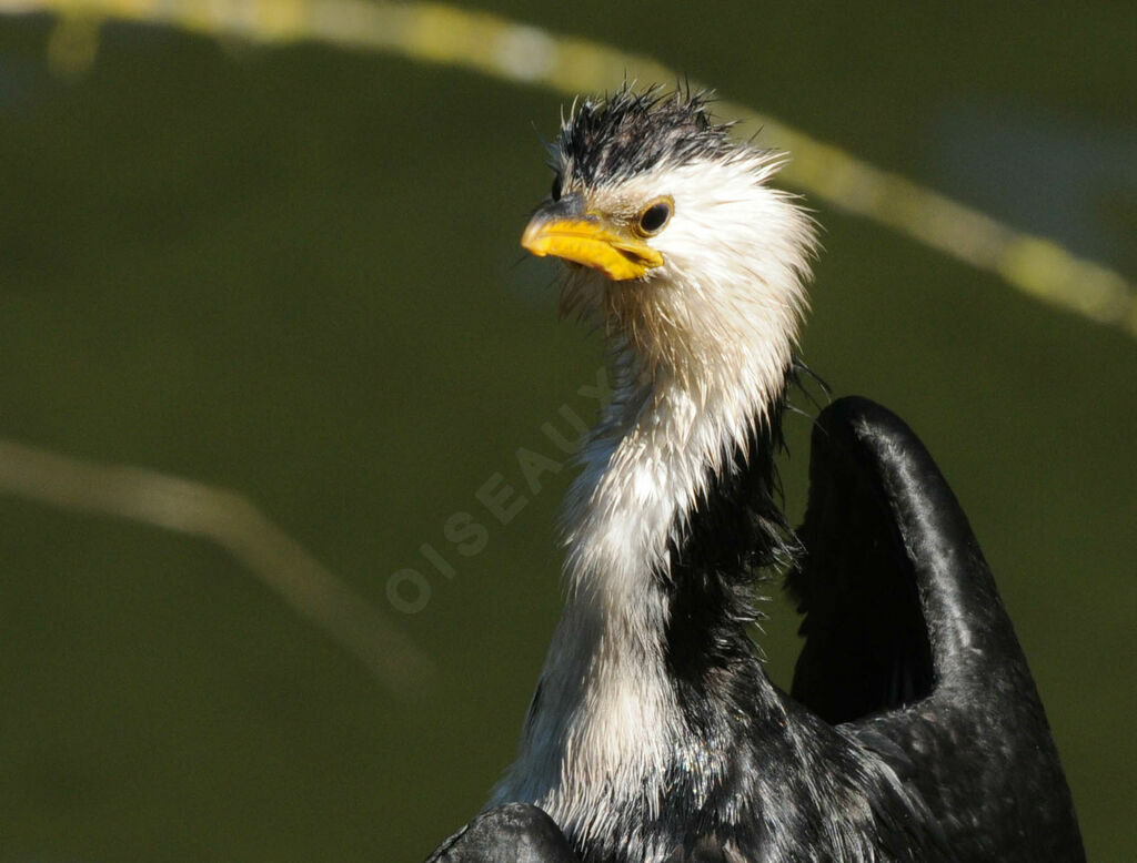 Cormoran pie