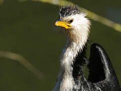 Little Pied Cormorant