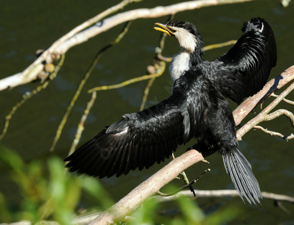 Little Pied Cormorant