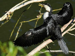 Little Pied Cormorant