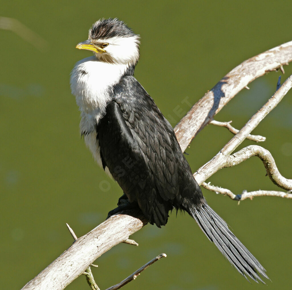 Little Pied Cormorant