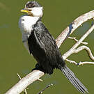 Cormoran pie