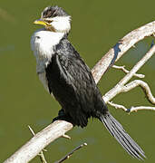 Little Pied Cormorant