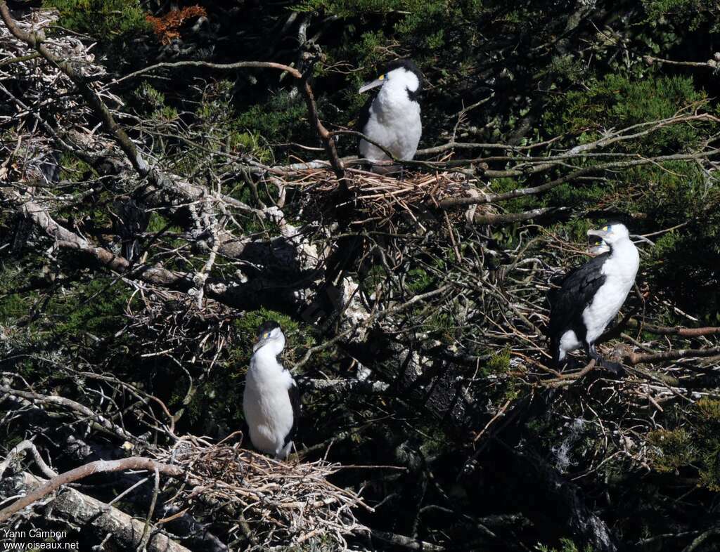 Australian Pied Cormorant, habitat, colonial reprod.