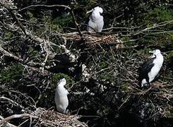 Australian Pied Cormorant