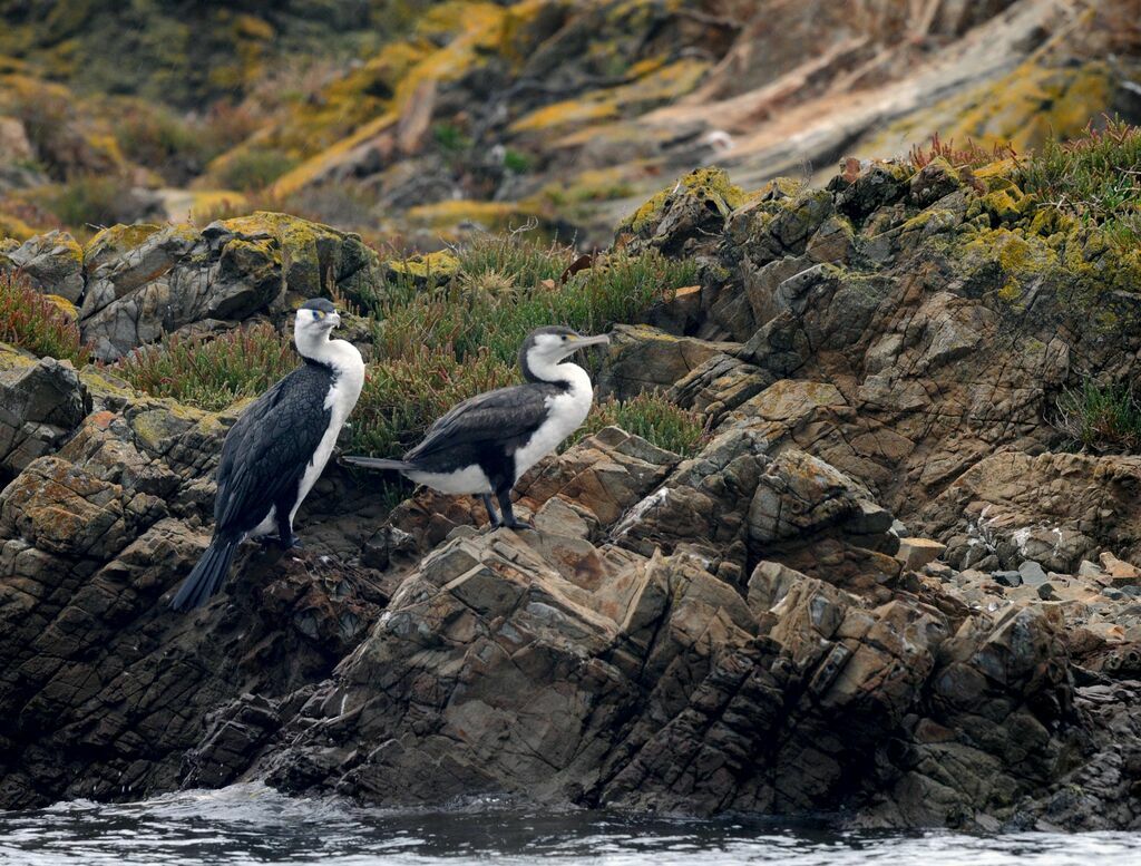 Australian Pied Cormorant