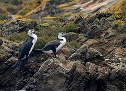 Australian Pied Cormorant