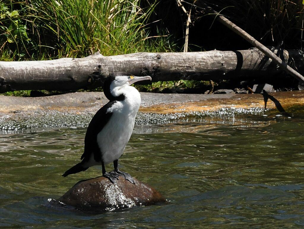 Australian Pied Cormorant