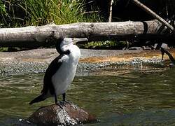 Australian Pied Cormorant