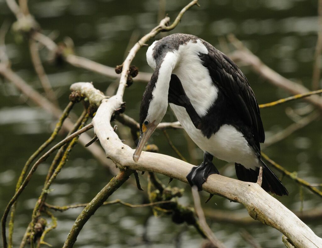 Australian Pied Cormorant