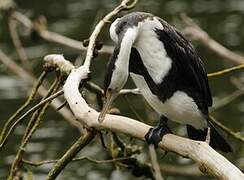 Australian Pied Cormorant