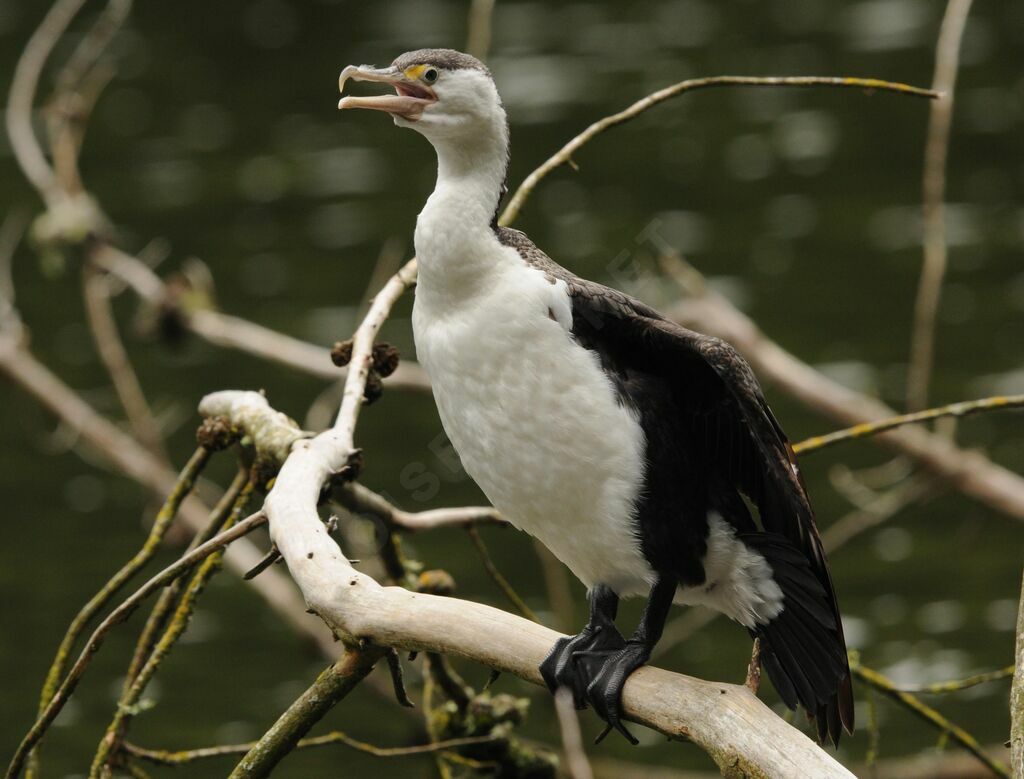 Australian Pied Cormorant