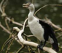 Australian Pied Cormorant