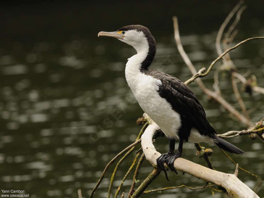 Cormoran varié, identification